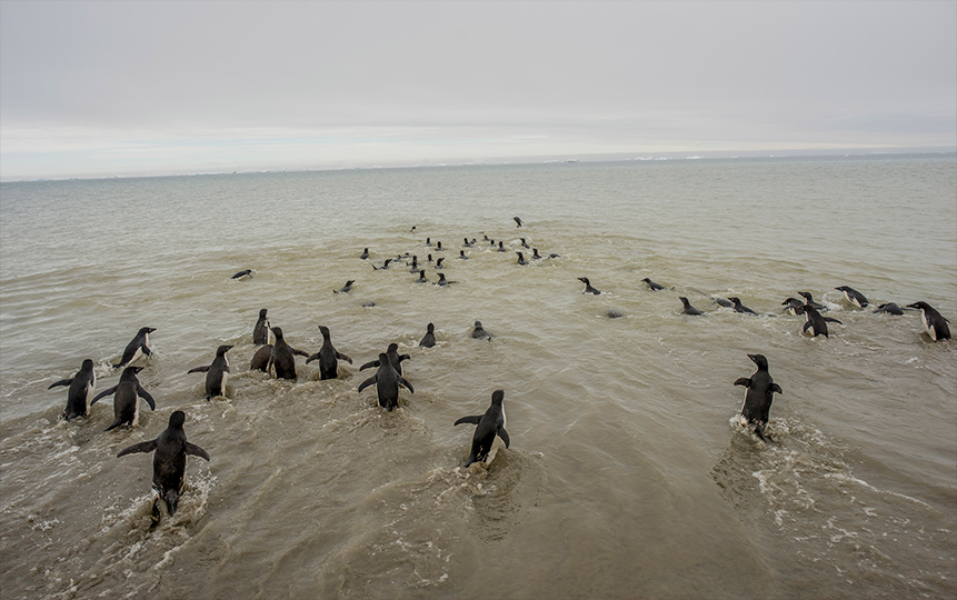 Donde aún abunda el hielo, también abundan pingüinos de Adelia