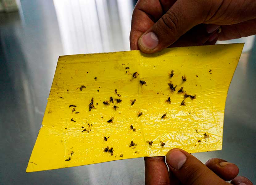 Las moscas y mosquitos buscan un refugio por altas temperaturas. Foto: Cuartoscuro