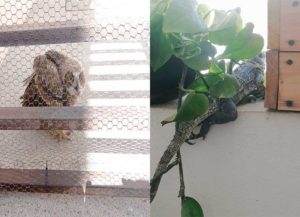 Profepa rescata a un Búho y una iguana en Querétaro
