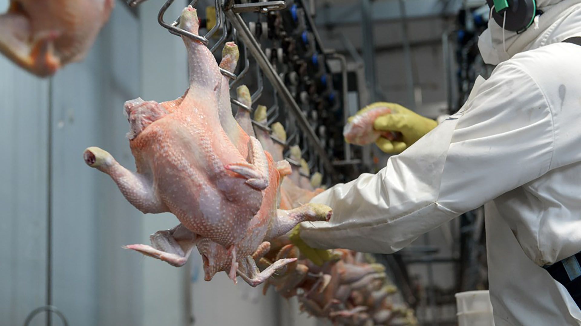 Veracruz es el mayor productor de pollo de México, con 74 mil 210 toneladas de producción en el primer bimestre del año. (Cuartoscuro)