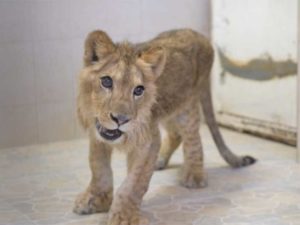 Rescatan a cachorro de león africano