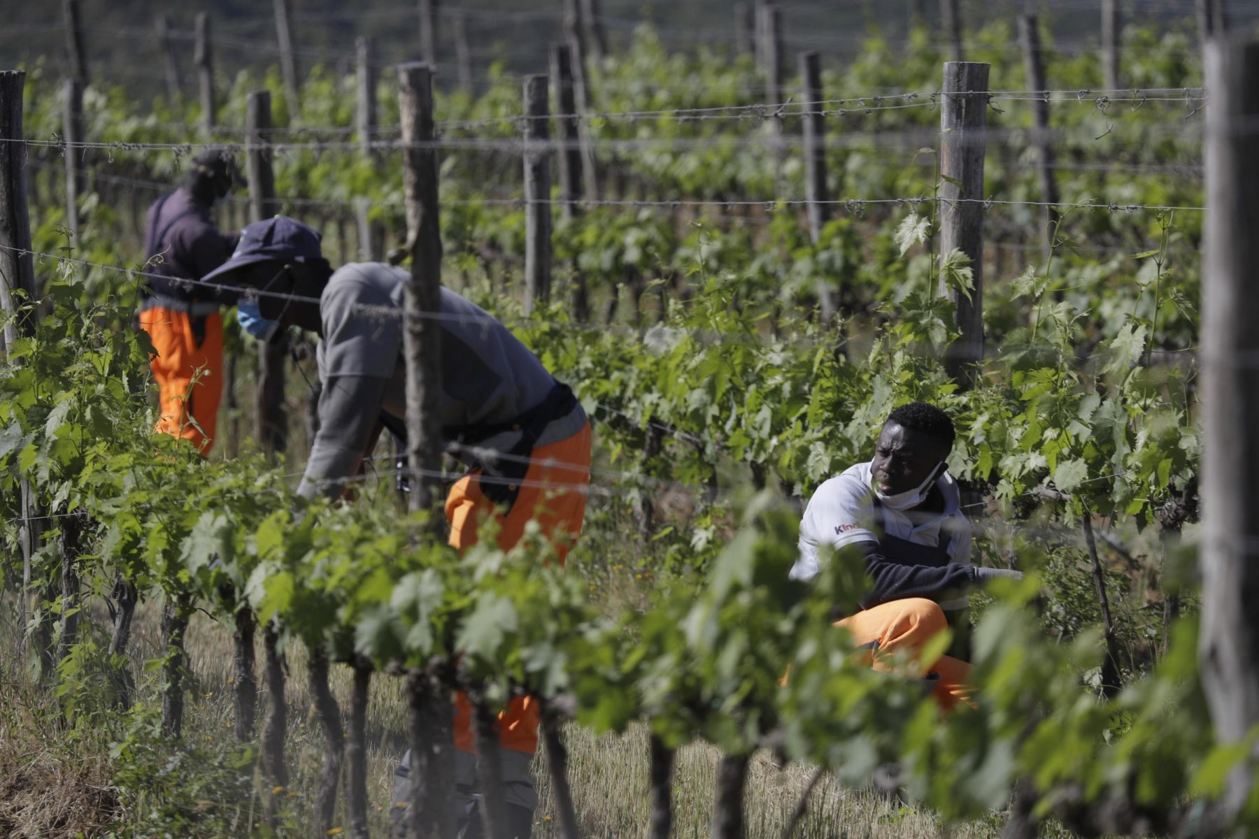 El sector vitivinícola en Querétaro ha generado empleos que superan hasta un 30 por ciento el salario de jornaleros en el campo. (AP)