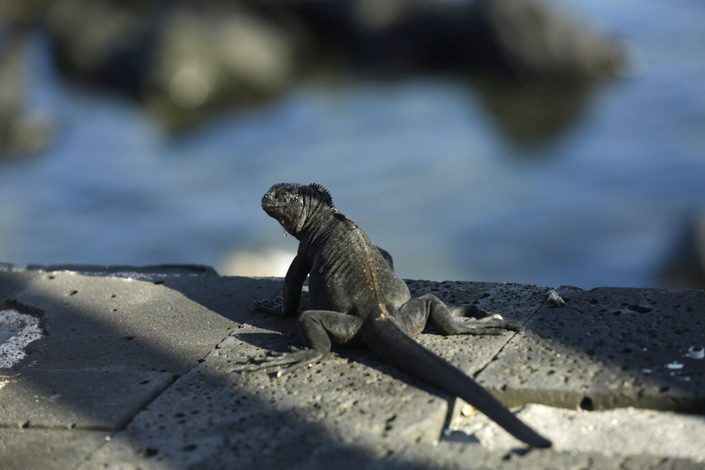 Una iguana marina toma el sol al borde de un paseo en San Cristóbal, Islas Galápagos, Ecuador, el 2 de mayo del 2020. (AP)
