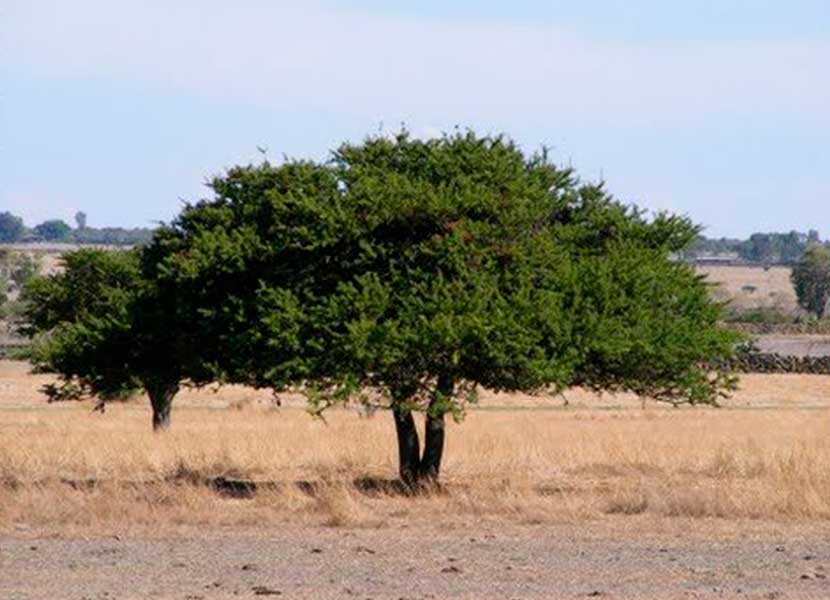 El clima determina si un árbol puede sobrevivir o no. Foto: ACO