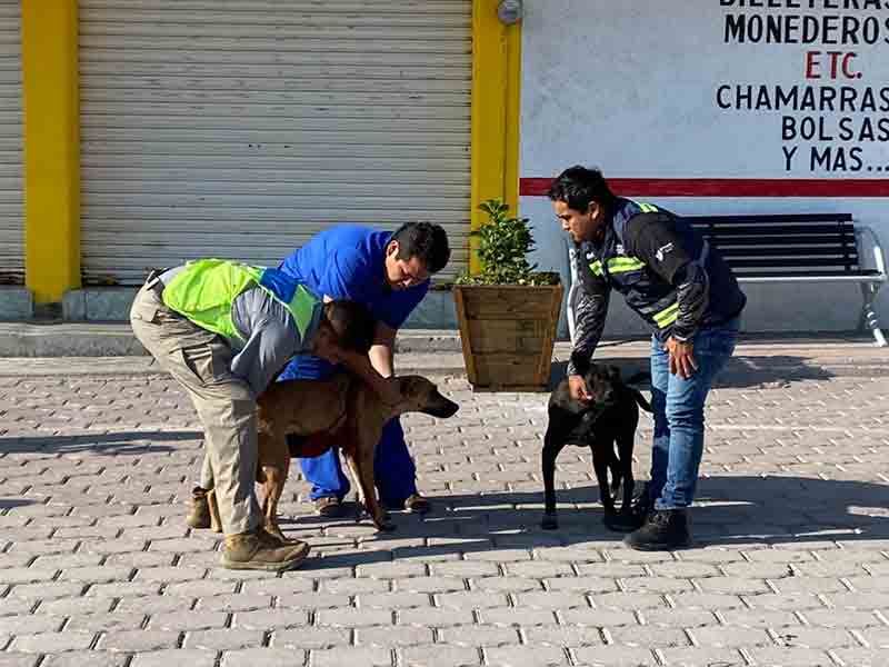 CAAM El Marqués salvaguarda a perro que sufrió crueldad animal / Foto: Especial 