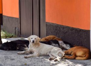 Falta de conciencia y respeto por animales en Querétaro: Lorena Arrieta