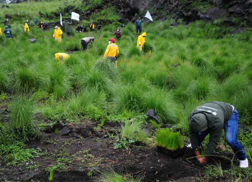 El programa de reforestación en Querétaro, arrancará formalmente a principios del mes de junio. / Foto: Cuartoscuro