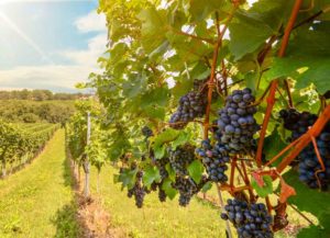 Sector vitivinícola se consolida como motor económico en Querétaro