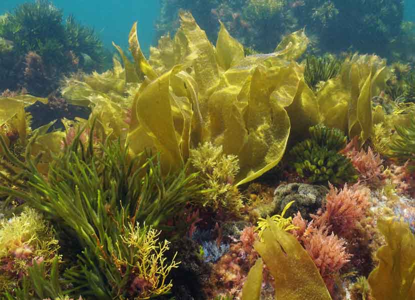 Las algas son organismos autótrofos de organización sencilla que hacen fotosíntesis, que produce oxígeno. / Foto: iStock