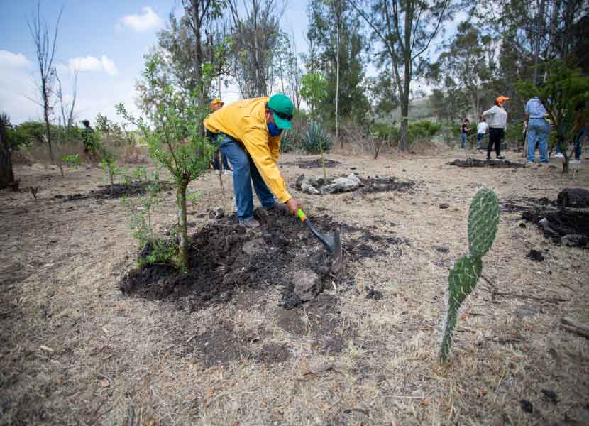 temporada de reforestación 2022 en Querétaro. Foto: Especial