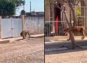 Tigre de bengala se pasea por calles de Tecuala, Nayarit (video)