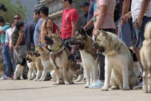 Abrirán escuela para dueños de mascotas en Querétaro