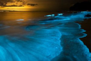 Conoce las playas bioluminiscencentes de México