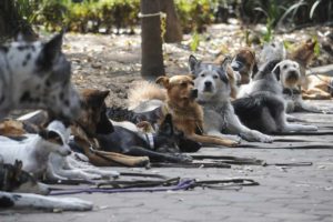 Día Mundial del Perro Conoce las 5 razas más populares en México