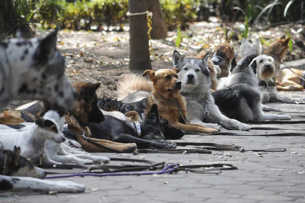 Independientemente de la raza, los perritos siempre nos alegran el día. / Foto: Cuartoscuro