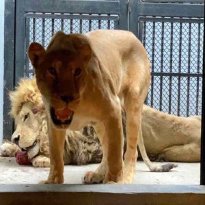 Los leones rescatados llegaron a Chapultepec con desnutrición