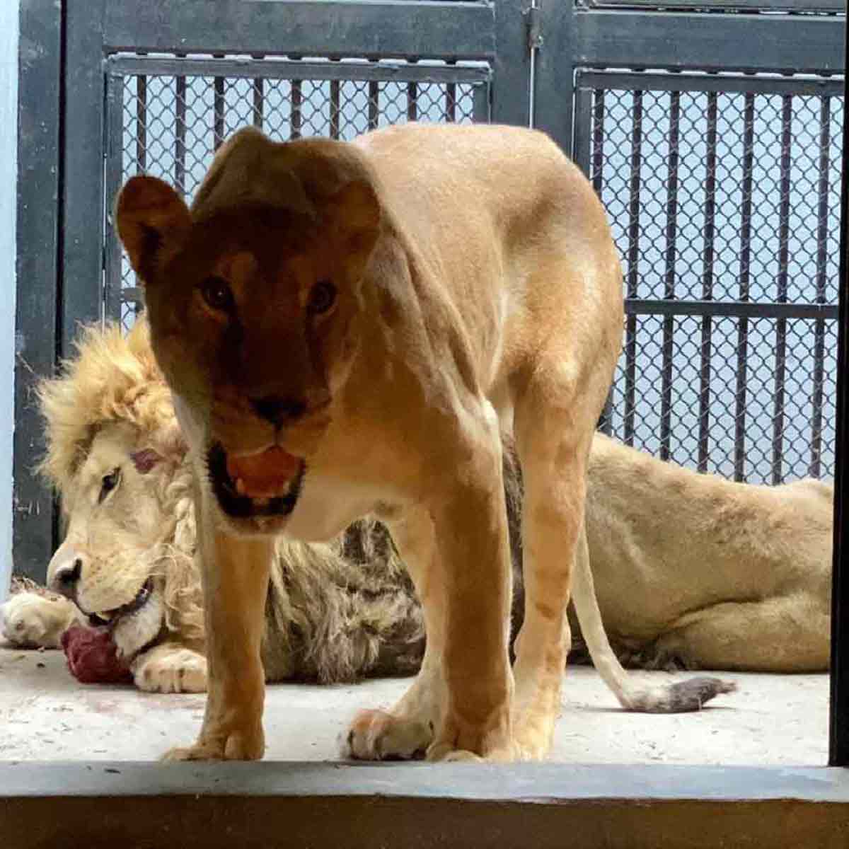 Los leones rescatados llegaron a Chapultepec con desnutrición. Foto: Especial