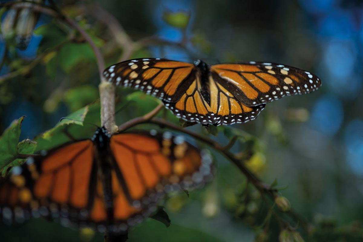 La población de Mariposa Monarca cayó entre 22 por ciento y 72 por ciento durante la última década. / Foto: Cuartoscuro
