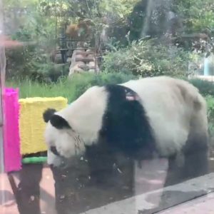 Muere Shuan Shuan, la panda más grande y longeva de México