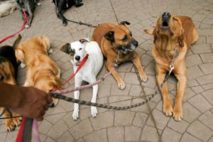 Municipio de Querétaro encabeza campaña de concientización de tenencia responsable de mascotas