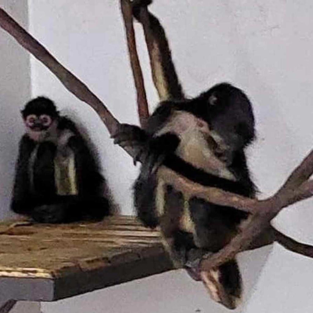Primates rescatados llegaron al Zoológico de Chapultepec