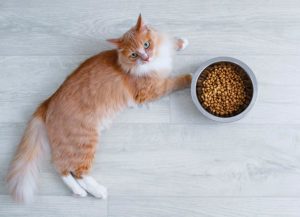 Profeco advierte sobre contenido de 14 productos de comida para gato