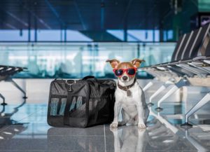 Todo lo que debes saber si quieres viajar con tu perrito en avión