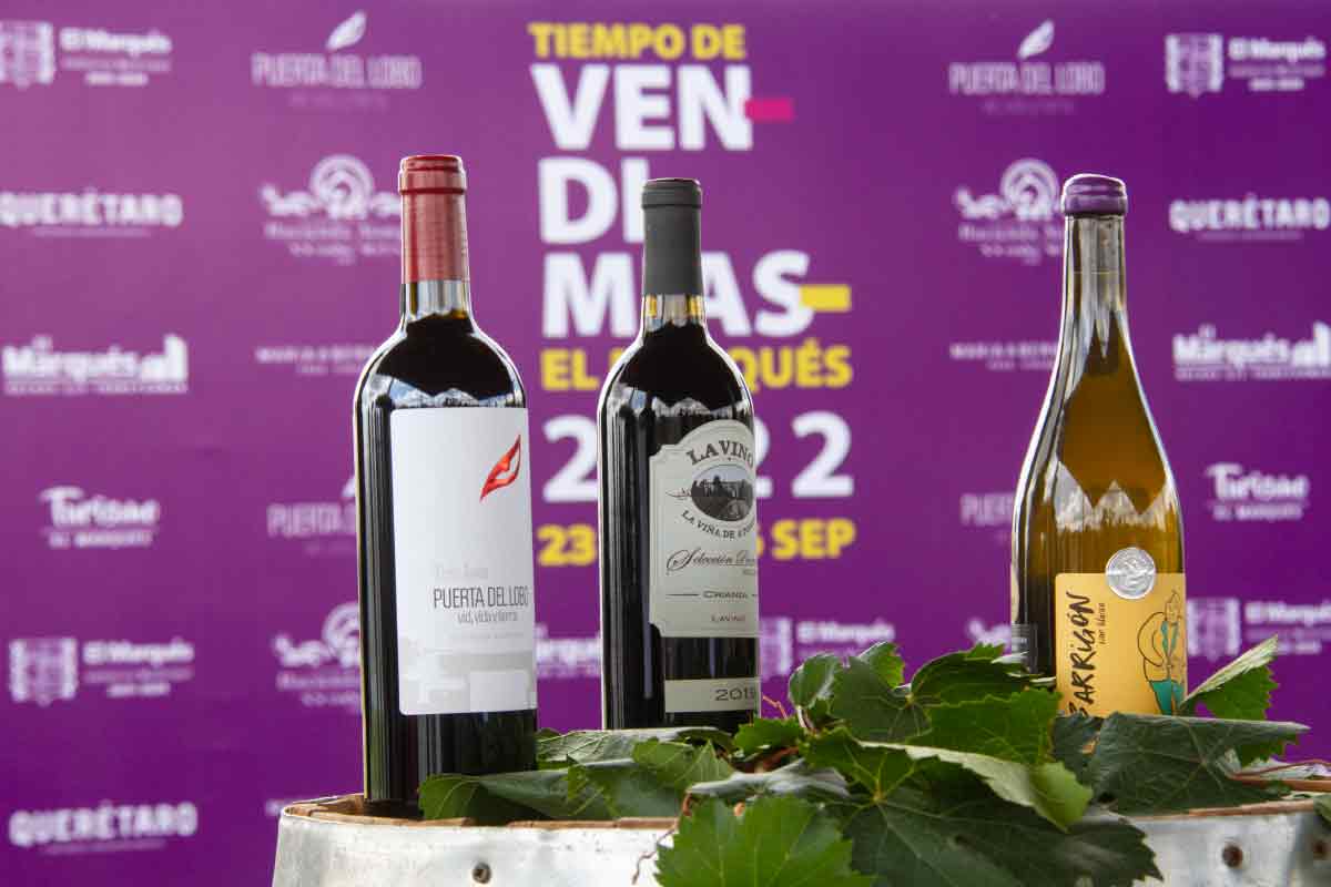 Vendimias de viñedos en El Marqués esperan más de mil 700 visitantes. Foto: Víctor Xochipa