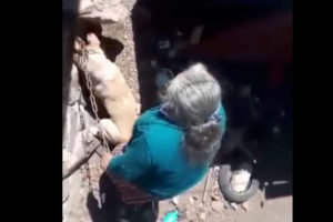A martillazos, abuelita mata a su perro; presuntamente fue en Querétaro