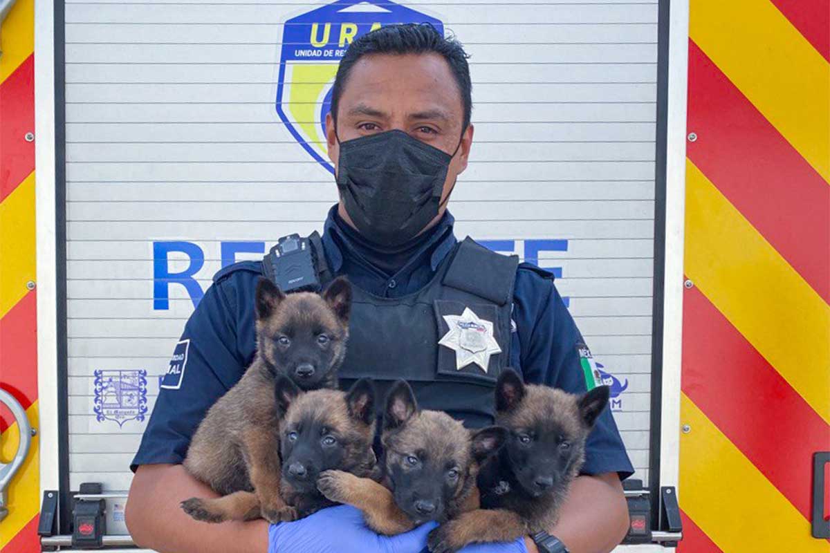 CAAM de El Marqués rescata ejemplares caninos que vendían clandestinamente / Foto: Especial 