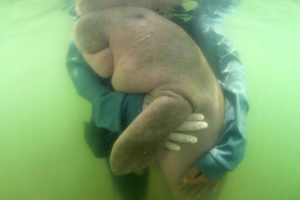 Declaran extinto en china a un gigante marino, el Dugongo
