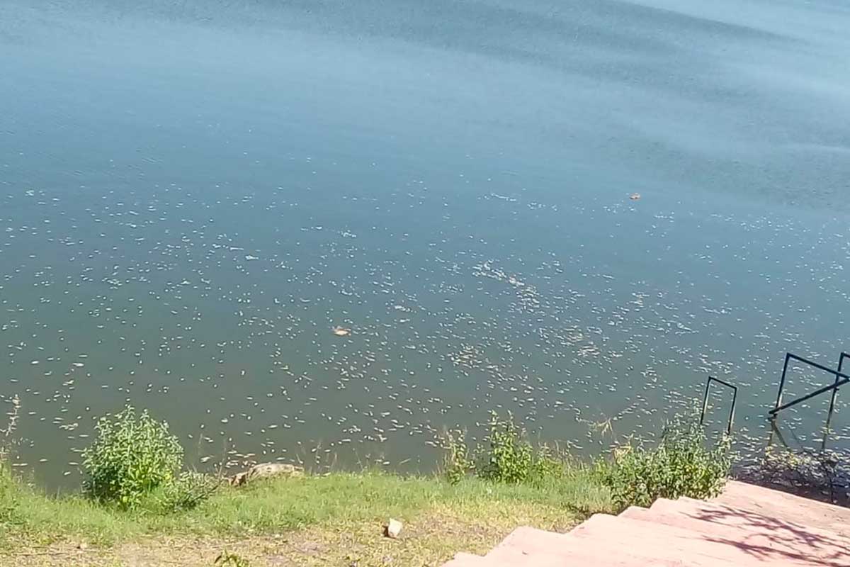 Los habitantes piden intervención de las autoridades por la gran cantidad de peces muertos en la laguna. / Foto: Quadratín Querétaro