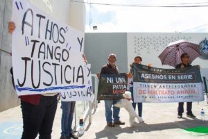 Hay tres carpetas judicializadas por maltrato animal en Querétaro