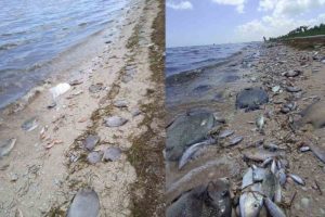 Miles de peces muertos en playas de Yucatán por marea roja