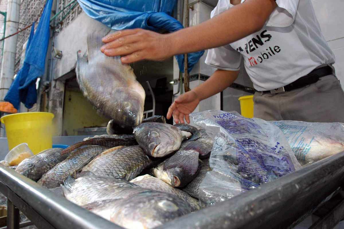 Venden pescado falso para las cenas navideñas / Foto: Cuartoscuro