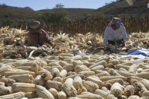 Querétaro colabora en investigación sobre la sustentabilidad del maíz