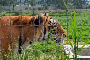 Tigres maltratados en Black Jaguar-White Tiger son trasladados a Querétaro