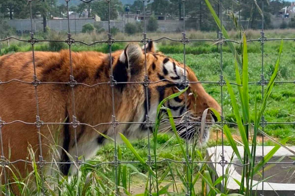 Tigres maltratados en Black Jaguar-White Tiger son trasladados a Querétaro
