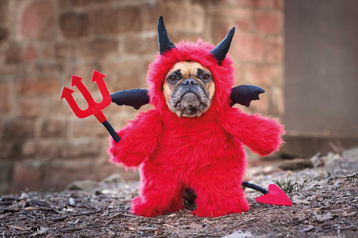 El Marqués anuncia su primer concurso de disfraces de mascotas./ Foto: iStock