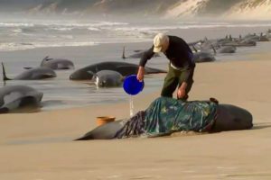 Mueren varadas alrededor de 200 ballenas en Australia