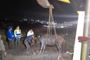 Rescatan caballo que se encontraba en un registro en Corregidora