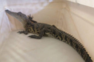 Rescatan a dos cocodrilos en Querétaro