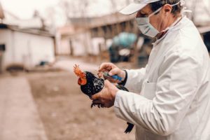 Edomex en alerta por primer caso de influenza aviar