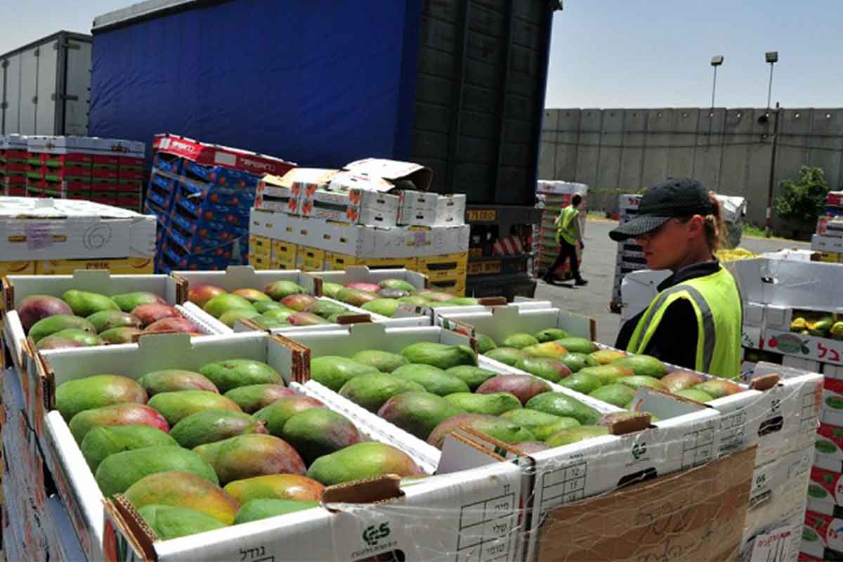 La fruta es uno de los principales productos para la exportación. / Foto: Especial