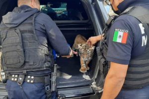 Detienen a pareja que transportaba armas y un tigre cachorro en El Marqués
