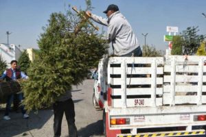 Querétaro: Lanzan jornada de recolección de árboles de Navidad