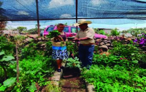 Entregan 16 huertos biointensivos a familias de San Juan del Río