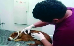 Rescatan a perrito tras ser baleado en Querétaro