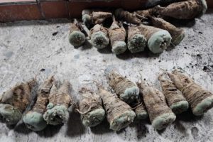 Detienen a traficantes de cactáceas en Tolimán