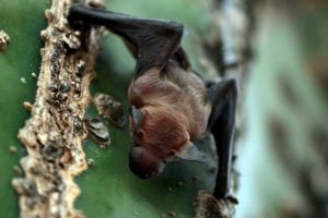 Niña de ocho años muere por mordida de murciélago en Oaxaca